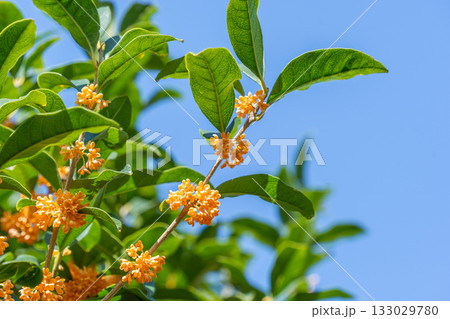 キンモクセイの花 133029780