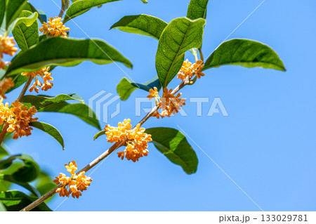 キンモクセイの花 133029781