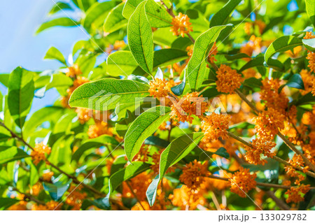 キンモクセイの花 133029782