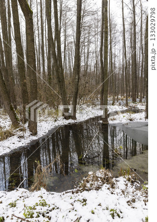 frozen water and tall bare trees in the winter season, a swamp in the winter season with frozen water and tall trees without foliage reflected in the water 133029798