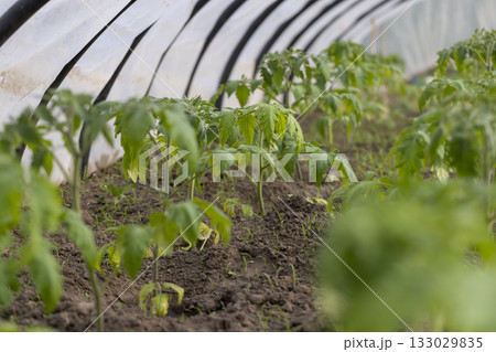 green tomatoes grown in a greenhouse in the summer, young tomatoes growing in a greenhouse in the summer in cold weather green tomatoes grown in a greenhouse in the summer, young tomatoes growing in a greenhouse in the summer in cold weather 133029835