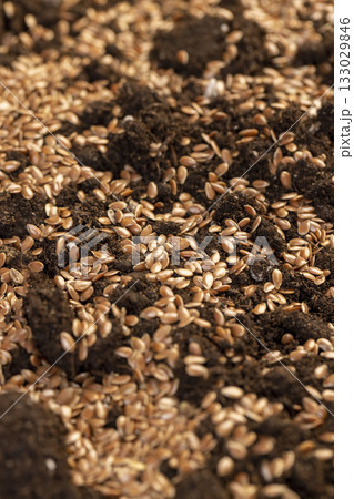 the details of the brown fertile soil with the addition of ripe flax seeds to obtain a new crop, a large number of small brown flax seeds scattered on brown soil in the field close up 133029846