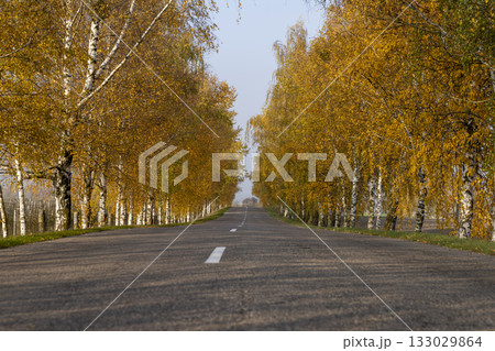 an asphalt road lined with birch with bright yellow foliage, a road and autumn trees in sunny weather with a blue sky an asphalt road lined with birch with bright yellow foliage, a road and autumn trees in sunny weather with a blue sky 133029864