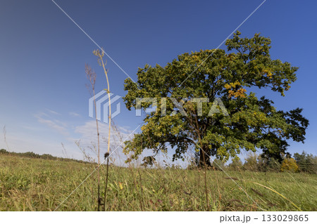 oak with foliage changing color to yellow in sunny weather against a blue sky, nature during the change in the autumn season 133029865