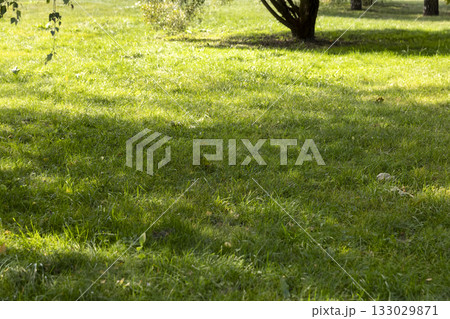 green grass and yellow foliage in the autumn , the beginning of autumn in a park with green grass and rarely fallen leaves from trees 133029871