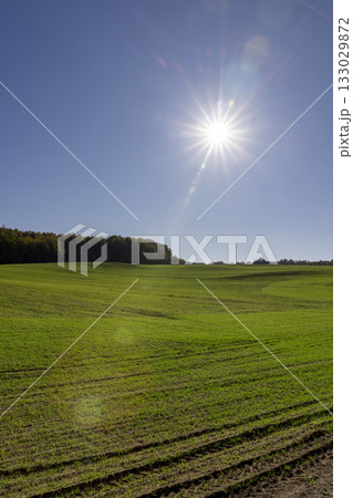 wheat sprouts illuminated by bright sunlight in the autumn season and a forest on the horizon, a monocultural field with green wheat 133029872