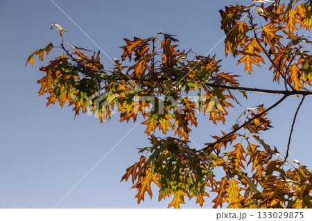 autumn bright yellowing foliage of an oak tree in the autumn season, bright sunny weather in the park with beautiful yellow leaves on oak , against a clear blue sky 133029875