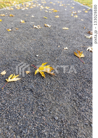 a walking path made of stone and rubble with yellow foliage of trees , beautiful yellow foliage fallen on a walking path in the park a walking path made of stone and rubble with yellow foliage of trees , beautiful yellow foliage fallen on a walking path in the park 133029880