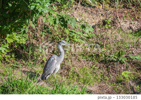 アオサギ 京都市鴨川 アオサギ 京都市鴨川 133030185