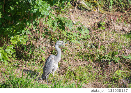 アオサギ　京都市鴨川 133030187