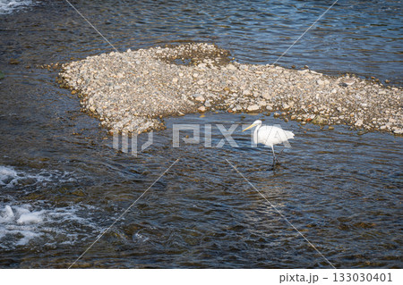 堰の下でエサを狙うシラサギ（ダイサギ）　京都市鴨川 133030401