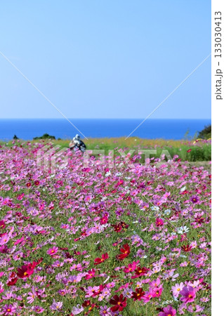 コスモス畑から海を望む　（高知県　奈半利町） 133030413