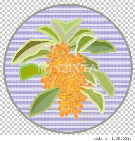 桂花插圖,背景為圓形 桂花插圖,背景為圓形 133030555