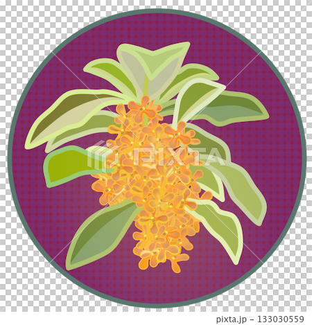 桂花插圖,背景為圓形 桂花插圖,背景為圓形 133030559