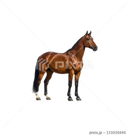 A reddish-brown horse and foal stand on a white background. 133030840