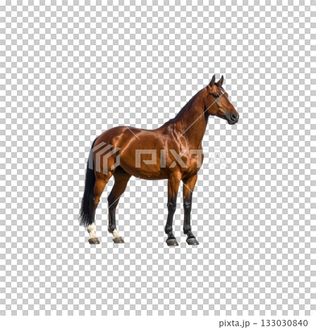 A reddish-brown horse and foal stand on a white background. 133030840