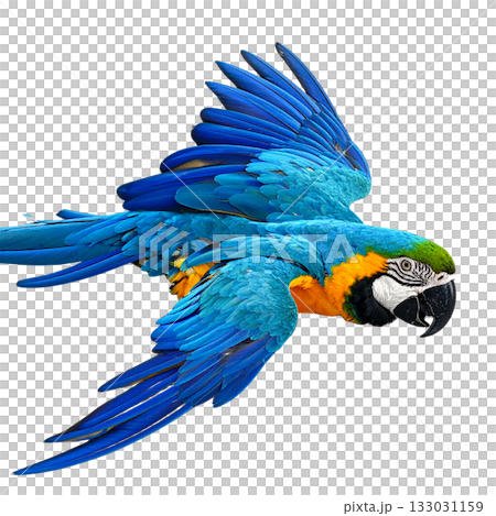 Bright blue and yellow macaw parrot with beak on white background 133031159