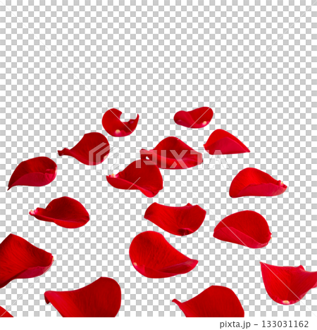 Red rose petals scattered on a white background 133031162