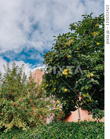 Branches of lemon tree laden with ripe yellow lemon create vibrant scene against residential building under cloudy sky, blending nature with urban living. Lemon tree branches heavy with golden fruit Branches of lemon tree laden with ripe yellow lemon create vibrant scene against residential building under cloudy sky, blending nature with urban living. Lemon tree branches heavy with golden fruit 133031422