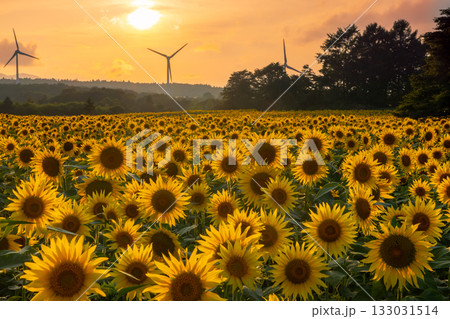 福島県郡山市湖南町赤津　郡山布引風の高原の風力発電の風車の下に広がる満開のひまわり畑と夕陽と夕焼け空 133031514