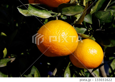 食べ頃になった、みかん 133031622