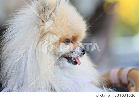 笑顔がかわいいポメラニアン 133031626