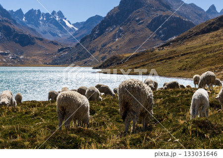Aerial view of the Querococha lagoon, in the Ancash region. 133031646