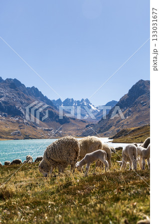 Aerial view of the Querococha lagoon, in the Ancash region. Aerial view of the Querococha lagoon, in the Ancash region. 133031677
