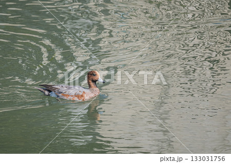 琵琶湖疏水を泳ぐヒドリガモ　京都市 133031756