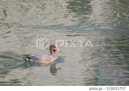 琵琶湖疏水を泳ぐヒドリガモ　京都市 133031757