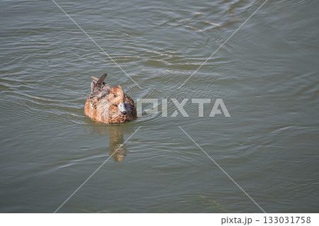 琵琶湖疏水を泳ぐヒドリガモ　京都市 133031758