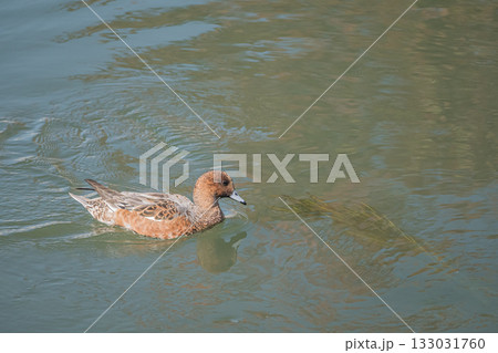 琵琶湖疏水を泳ぐヒドリガモ　京都市 133031760