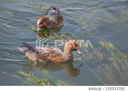 水草を食べるヒドリガモ 琵琶湖疏水 京都市 水草を食べるヒドリガモ 琵琶湖疏水 京都市 133031762
