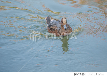 琵琶湖疏水のヒドリガモ 京都市 琵琶湖疏水のヒドリガモ 京都市 133031765