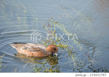 琵琶湖疏水のヒドリガモ　京都市 133031767