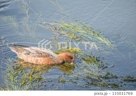 水草を食べるヒドリガモ　琵琶湖疏水　京都市 133031769