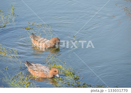 琵琶湖疏水のヒドリガモ　京都市 133031770