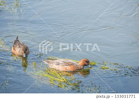 琵琶湖疏水のヒドリガモ　京都市 133031771