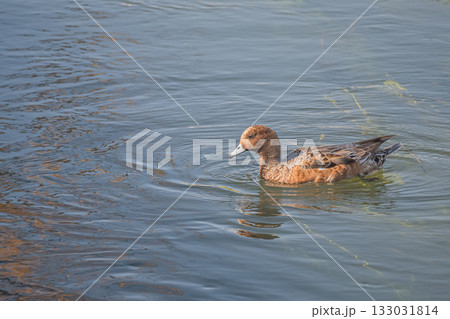 琵琶湖疏水を泳ぐヒドリガモ　京都市 133031814