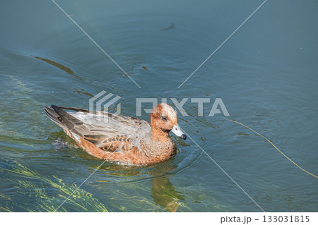 琵琶湖疏水を泳ぐヒドリガモ 京都市 琵琶湖疏水を泳ぐヒドリガモ 京都市 133031815