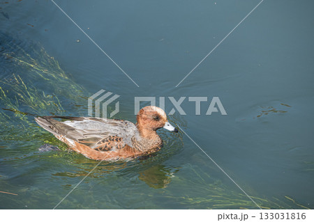琵琶湖疏水を泳ぐヒドリガモ　京都市 133031816