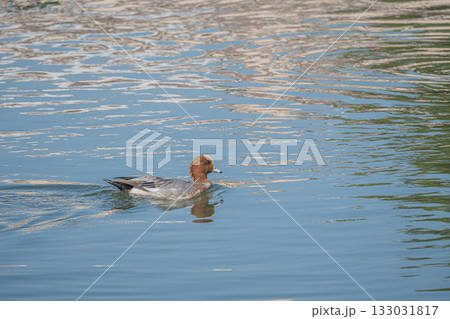 琵琶湖疏水を泳ぐヒドリガモ　京都市 133031817