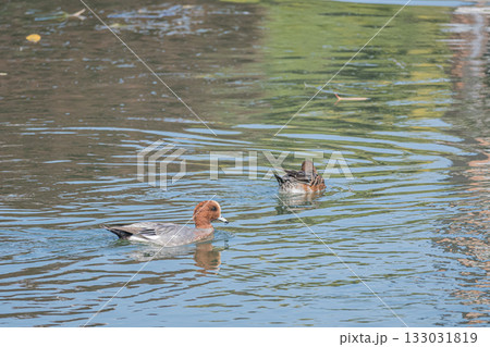 琵琶湖疏水を泳ぐヒドリガモ 京都市 琵琶湖疏水を泳ぐヒドリガモ 京都市 133031819