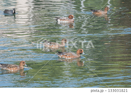 琵琶湖疏水を泳ぐヒドリガモの群れ　京都市 133031821