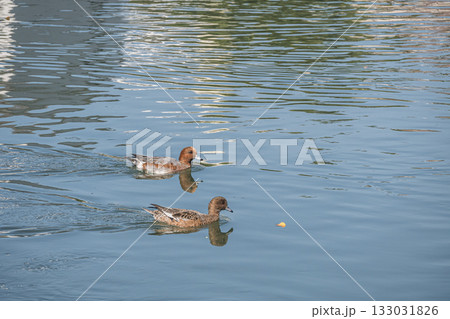 琵琶湖疏水を泳ぐヒドリガモ　京都市 133031826