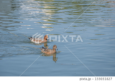琵琶湖疏水を泳ぐヒドリガモ　京都市 133031827