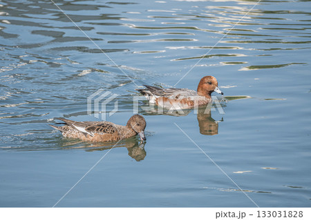琵琶湖疏水を泳ぐヒドリガモ　京都市 133031828