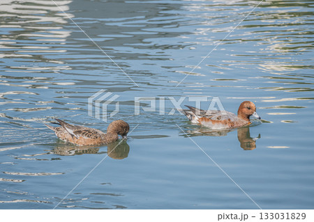 琵琶湖疏水を泳ぐヒドリガモ 京都市 琵琶湖疏水を泳ぐヒドリガモ 京都市 133031829