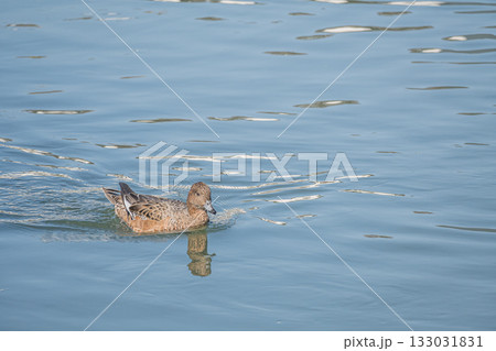 琵琶湖疏水を泳ぐヒドリガモ　京都市 133031831