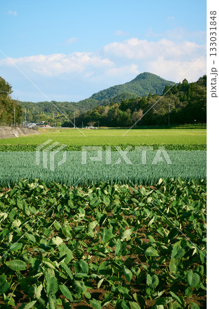 農村の風景 農村の風景 133031848